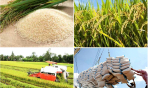 Mở rộng thị trường, định vị lại giá trị gạo Việt