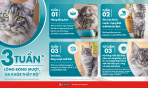 Các dấu hiệu đơn giản giúp đánh giá sức khỏe của mèo cưng