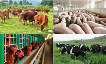 Liên kết chuỗi giá trị tạo đột phá cho ngành chăn nuôi trước bão chi phí