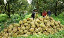 Gỡ nút thắt mã số vùng trồng cho ngành hàng sầu riêng