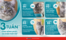 Các dấu hiệu đơn giản giúp đánh giá sức khỏe của mèo cưng