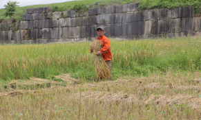Sắc vàng Thành Nhà Hồ mùa gặt