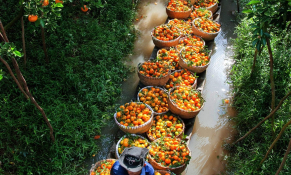 Tập đoàn Quế Lâm và bài toán đầu tư vào kinh tế tuần hoàn nông nghiệp