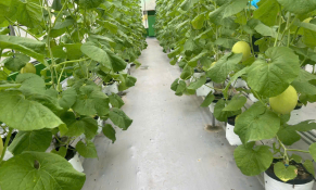 Phát triển nông nghiệp công nghệ cao - động lực phát triển bền vững