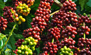Thị trường cà phê bước vào chu kỳ phục hồi đầu năm 2026