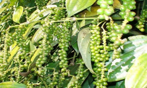 Giá hạt tiêu biến động trái chiều, xuất khẩu Việt Nam giữ đà giá trị