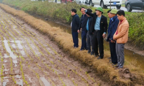 Ninh Bình tăng tốc sản xuất vụ Xuân 2026: Tạo khí thế sôi nổi trên đồng ruộng
