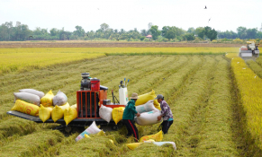 Chiến lược định vị thương hiệu gạo quốc gia trên bản đồ xanh