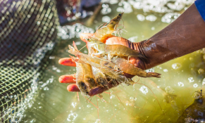Ngành tôm Việt vượt sóng thuế quan bằng bản lĩnh giá trị