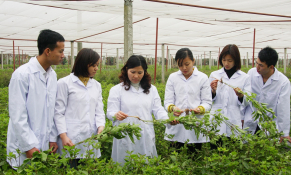Khai phóng tiềm năng quốc gia từ thảo dược