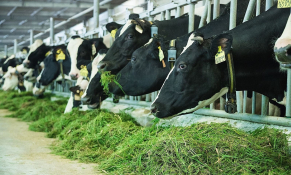 Định hình chuỗi giá trị mới cho ngành sữa Việt Nam