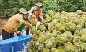 Sầu riêng đạt đỉnh giá kèm nỗi lo bền vững