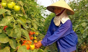 Giá nông sản tăng, vụ đông thắng lợi kép