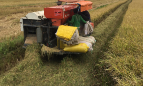 Thanh Hoá: Quy hoạch vùng lúa chất lượng cao