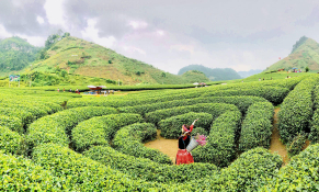 Mộc Châu - “Bản thiết kế” kinh tế xanh và tham vọng trở thành hub nông - lâm - du lịch Tây Bắc