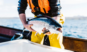 Chuỗi cung ứng cá tươi toàn cầu rung chuyển 