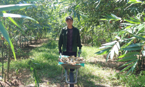 Hiệu quả kinh tế từ mô hình tre lục trúc