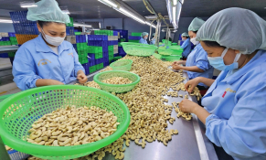 Giải bài toán sức ép kép cho ngành điều