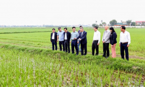 Ninh Bình: Doanh nghiệp liên kết bao tiêu sản phẩm, nông dân yên tâm sản xuất