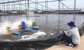Tăng cường kiểm soát thuốc thú y trong nuôi trồng thủy sản, ngăn chặn dư lượng hóa chất