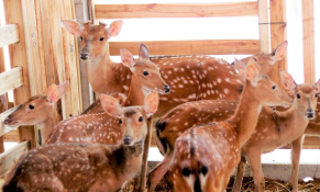 Hà Tĩnh phát huy lợi thế hươu sao và dó trầm