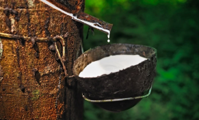 Giá cao su tăng trở lại, thị trường đối mặt nhiều biến động