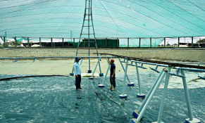 Quảng Trị thúc đẩy nuôi tôm theo hướng công nghệ cao và bền vững