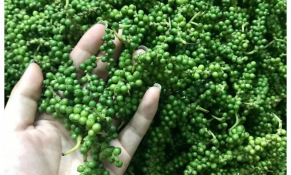 Hạt tiêu Việt hưởng lợi từ chu kỳ tăng giá mới