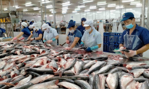 Bản đồ xuất khẩu cá tra trước xu hướng phân hóa thị trường toàn cầu