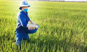Giá phân bón tăng mạnh, thị trường trong nước chịu áp lực từ biến động toàn cầu
