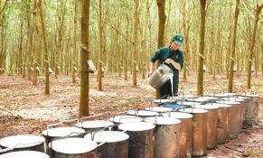 Trung Quốc là thị trường đứng đầu nhập khẩu cao su Việt Nam