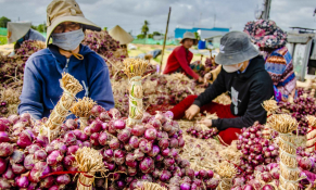 Tìm hướng xuất khẩu cho hành tím Sóc Trăng