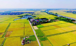 Chính phủ yêu cầu hạn chế chuyển đổi đất chuyên trồng lúa nước sang đất phi nông nghiệp