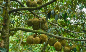 Đắk Lắk phát huy những lợi thế về xuất khẩu sầu riêng và chanh leo sang Trung Quốc