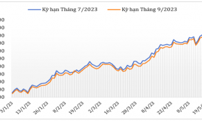 Giữa tháng 5/2023, giá cà phê biến động trái chiều