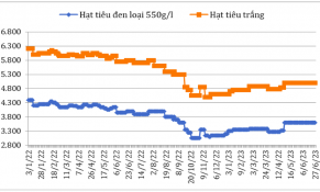 Tháng 6/2023: Giá hạt tiêu đen và trắng xuất khẩu trên thị trường châu Á có nhiều biến động không đồng nhất