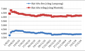 Tháng 2/2024, giá hạt tiêu đen và hạt tiêu trắng có xu hướng tăng tại nhiều nước sản xuất, riêng tại Việt Nam duy trì ổn định