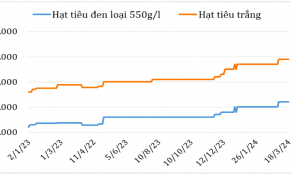 Giữa tháng 3/2024: Giá hạt tiêu trên thị trường thế giới và trong nước đều tăng