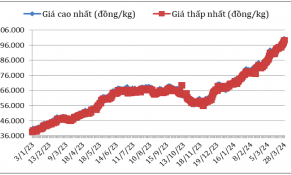 Giá cà phê Robusta trong nước lập đỉnh mới, tốc độ tăng mạnh chưa từng có