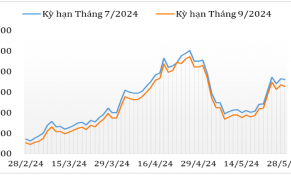 Tháng 5/2024, giá cà phê Robusta và Arabica trên thị trường thế giới tăng trở lại