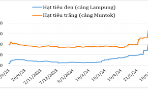 Giữa tháng 6/2024, giá hạt tiêu tại các nước sản xuất tăng mạnh
