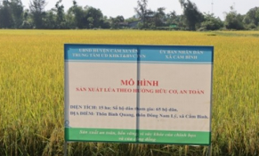 Hà Tĩnh: Thu lợi nhuận cao từ mô hình sản xuất lúa theo hướng hữu cơ ở Cẩm Xuyên