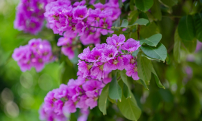 Mùa bằng lăng Ciputra Hà Nội 