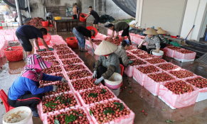 Bắc Giang: Mùa vải thiều trong kỷ nguyên vươn mình