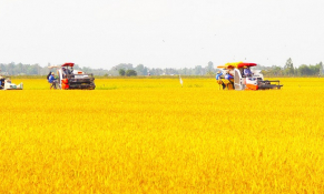 Agribank giữ vai trò chủ lực trong đề án 1 triệu héc-ta lúa chất lượng cao, phát thải thấp