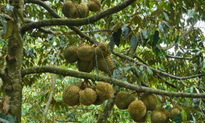 Bến Tre: Tăng cường quản lý việc thu hoạch khi sầu riêng sốt giá