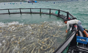 Thí điểm phát triển nuôi biển công nghệ cao tại Khánh Hòa
