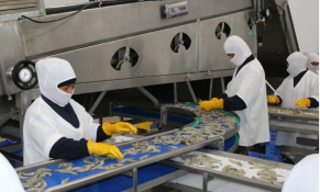 Ecuador xuất khẩu tôm đạt mức kỷ lục 1 triệu tấn trong năm 2022