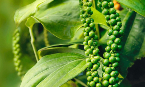 Thị trường hạt tiêu nội địa và triển vọng xuất khẩu sang Ấn Độ
