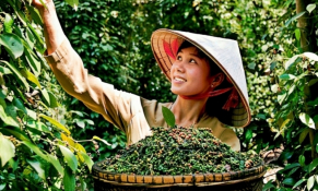 Tháo gỡ “điểm nghẽn” cho hồ tiêu xuất khẩu